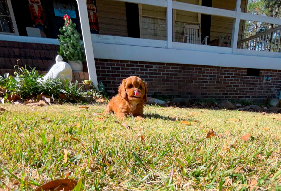 Cavapoo Pup Being Cute
