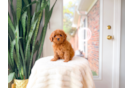 Cute Cavapoo Baby