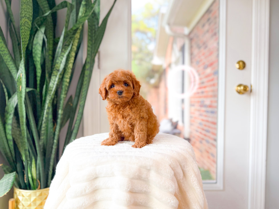 Cute Cavapoo Baby