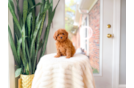 Cute Cavadoodle Poodle Mix Puppy