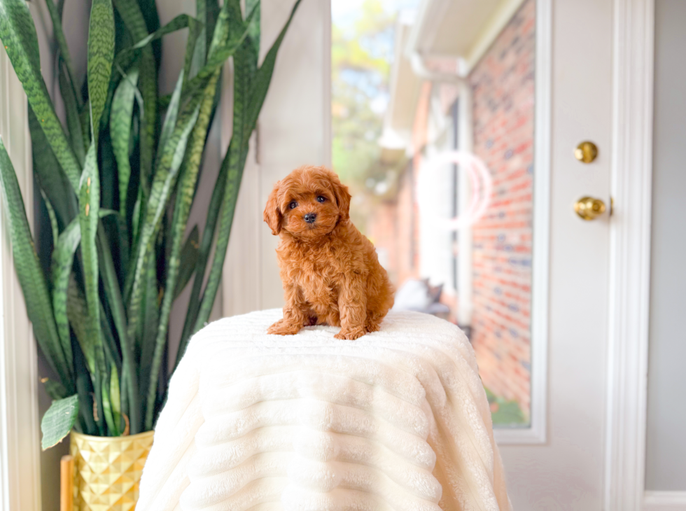 Cute Cavadoodle Poodle Mix Puppy