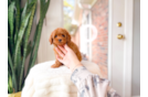 Cute Cavapoo Poodle Mix Pup