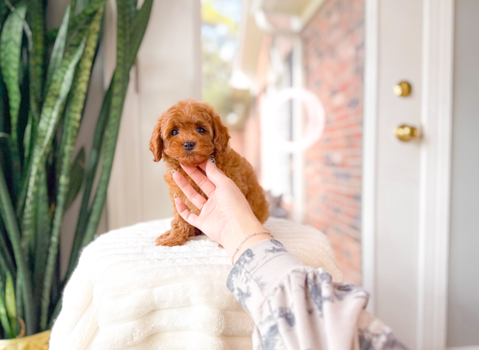 Cute Cavapoo Poodle Mix Pup