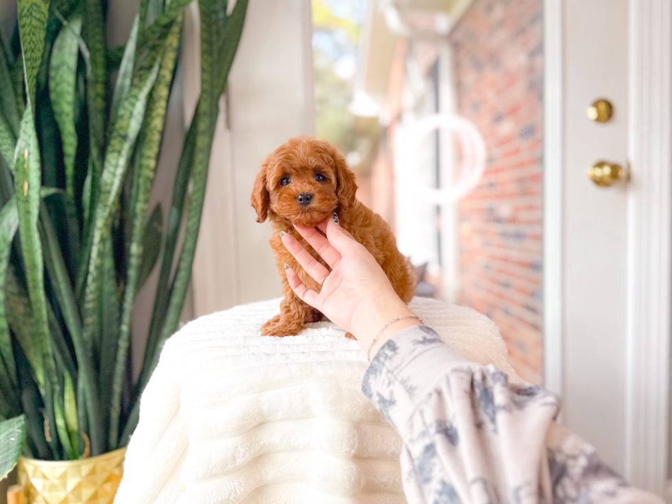 Best Cavapoo Baby