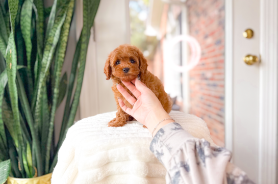 Best Cavapoo Baby