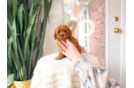 Cute Cavapoo Poodle Mix Pup