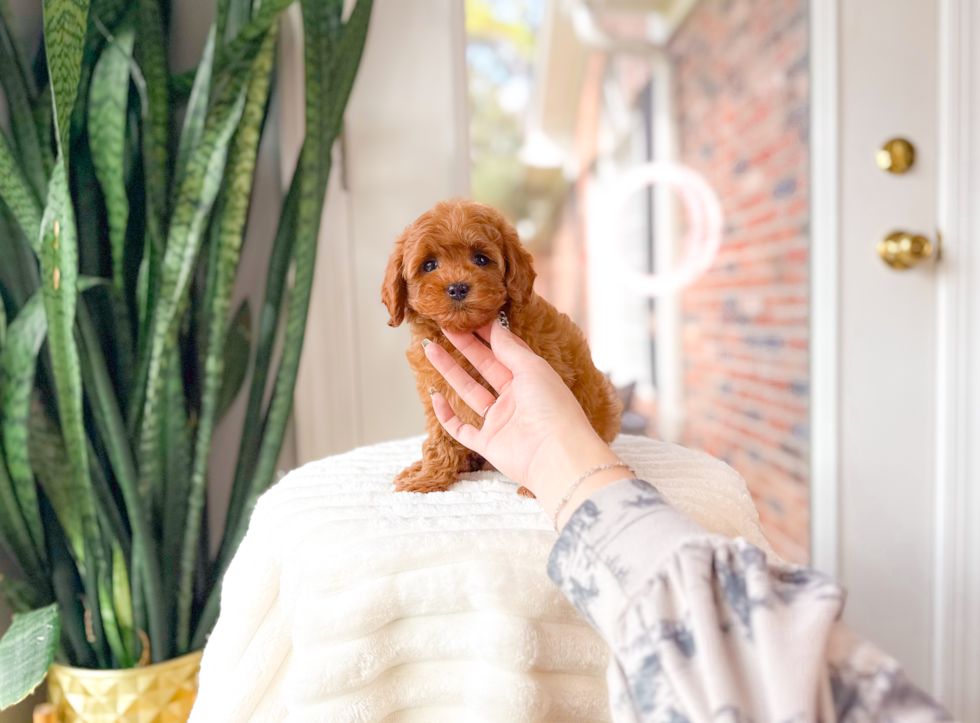 Cute Cavapoo Poodle Mix Pup