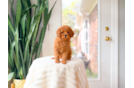 Cavapoo Pup Being Cute