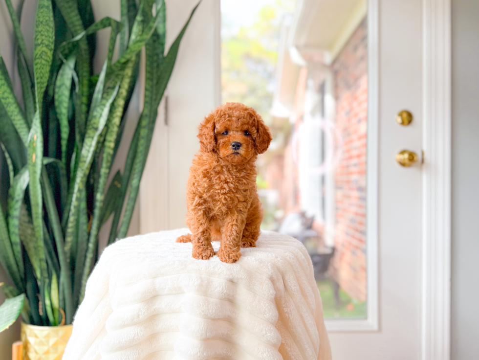 Cavapoo Pup Being Cute