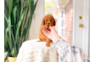 Cute Cavapoo Poodle Mix Pup