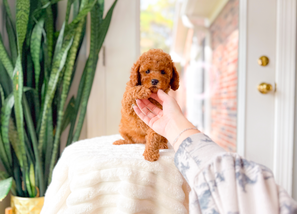 Cute Cavapoo Poodle Mix Pup