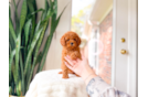Cute Cavapoo Baby