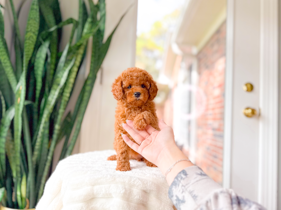 Cute Cavapoo Baby
