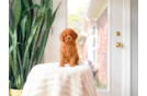 Cavapoo Puppy for Adoption