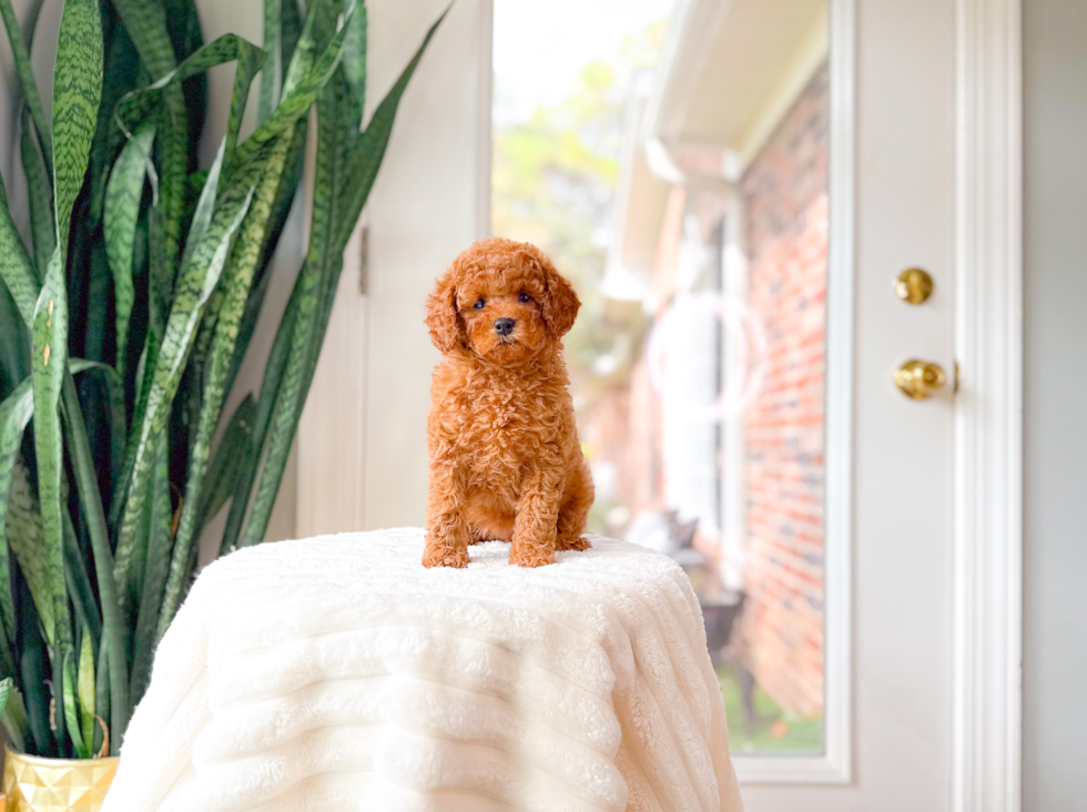 Cavapoo Puppy for Adoption