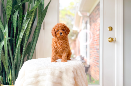 Cavapoo Puppy for Adoption
