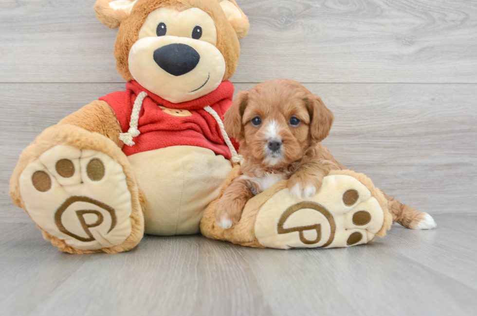 6 week old Cavapoo Puppy For Sale - Simply Southern Pups
