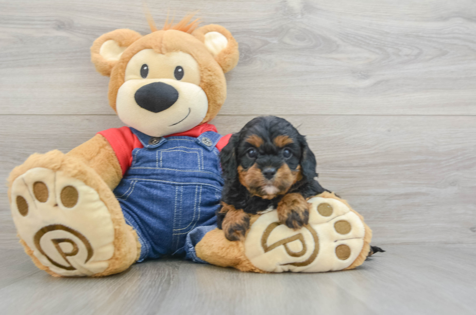 5 week old Cavapoo Puppy For Sale - Simply Southern Pups