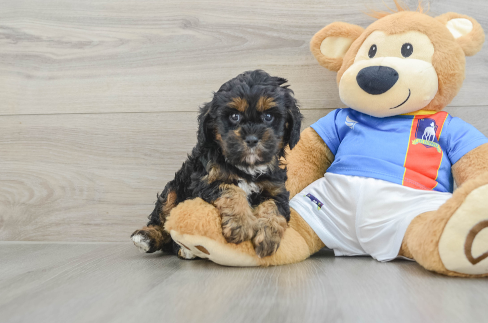 7 week old Cavapoo Puppy For Sale - Simply Southern Pups