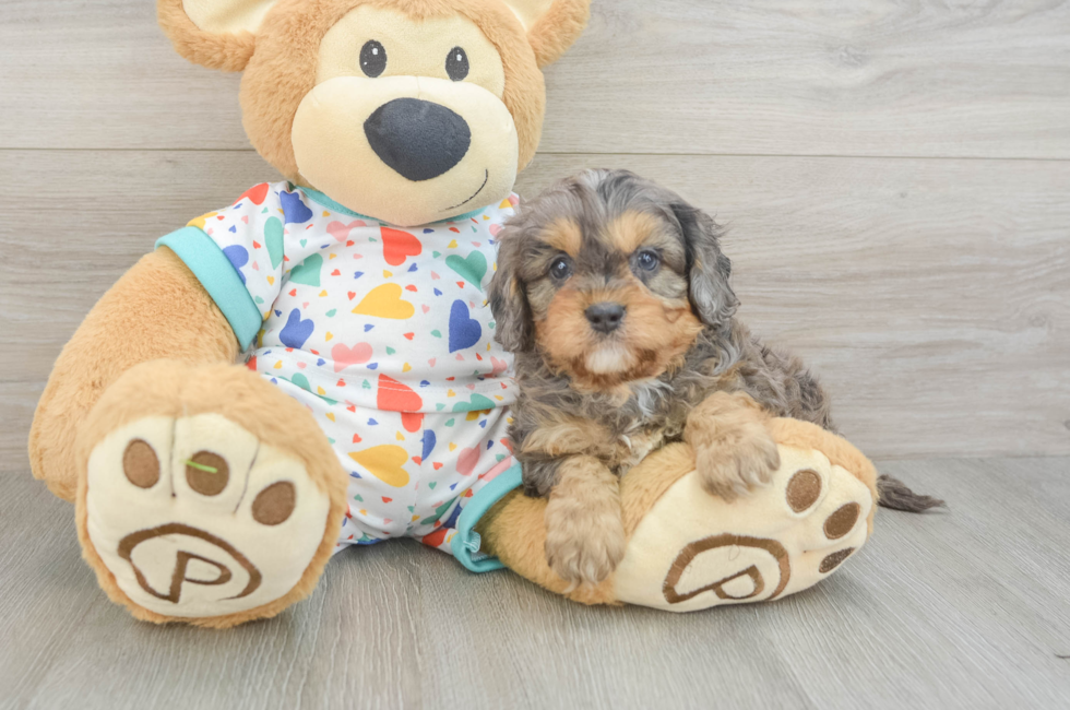 5 week old Cavapoo Puppy For Sale - Simply Southern Pups