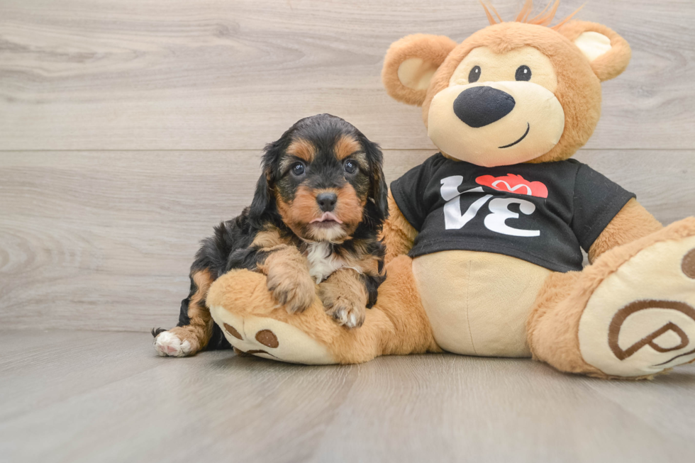 Energetic Cavoodle Poodle Mix Puppy