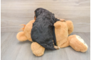 Cavapoo Puppy for Adoption