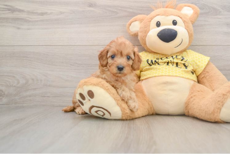 Cavapoo Pup Being Cute