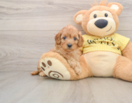 7 week old Cavapoo Puppy For Sale - Simply Southern Pups