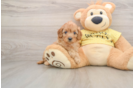 Cavapoo Pup Being Cute