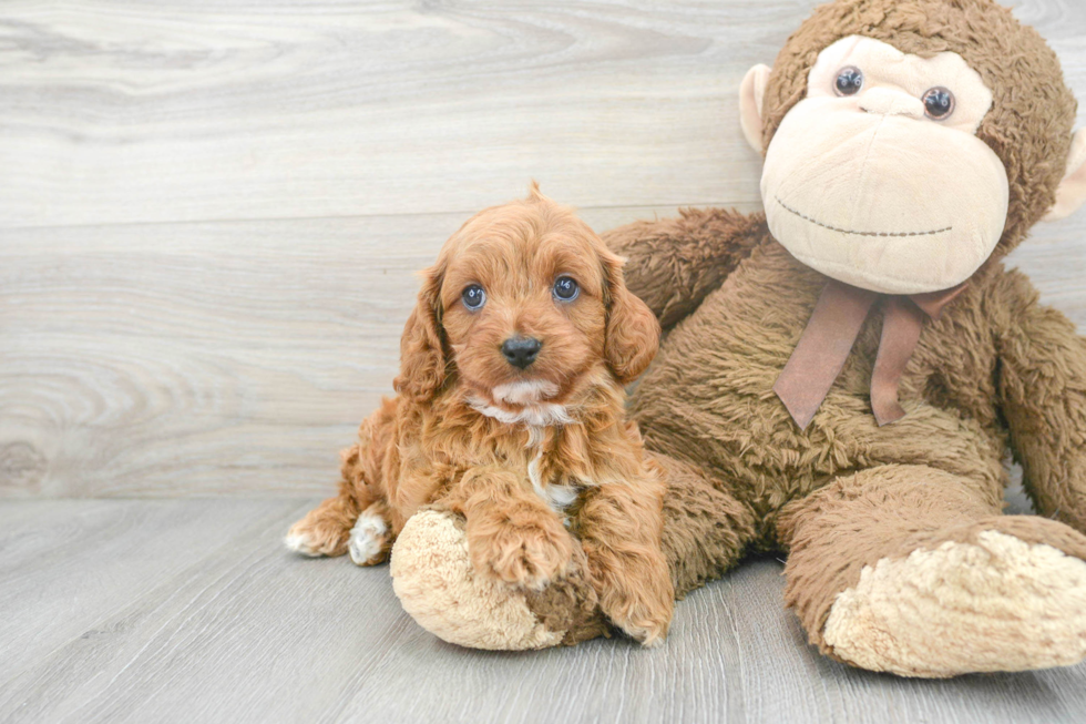 Friendly Cavapoo Baby