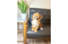 Cute Cavoodle Poodle Mix Puppy