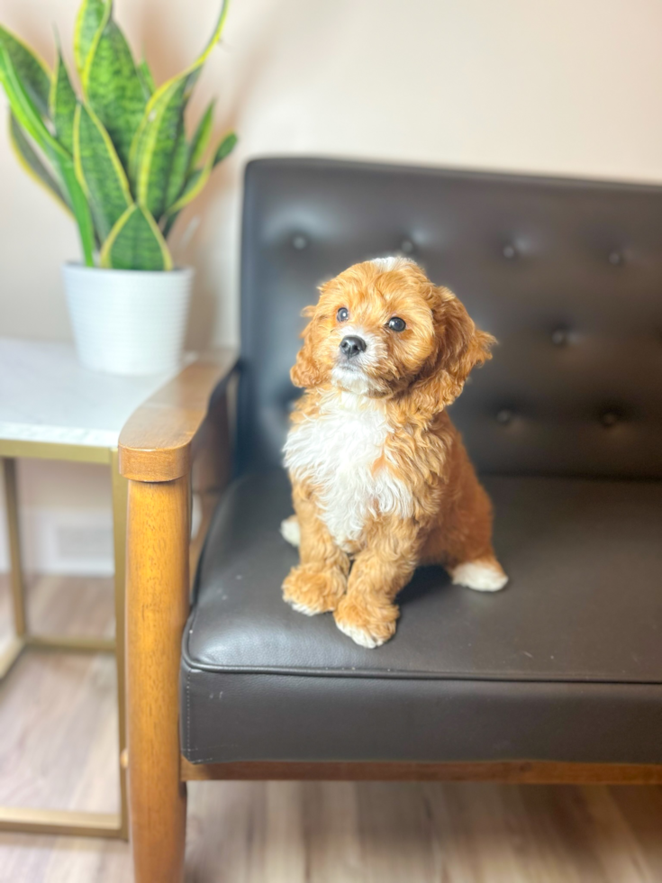 Cute Cavoodle Poodle Mix Puppy