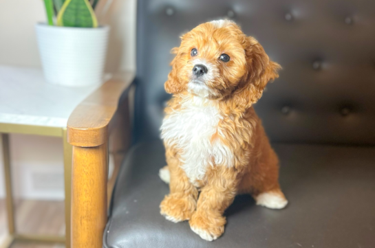 Cute Cavoodle Poodle Mix Puppy