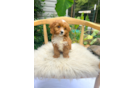 Best Cavapoo Baby