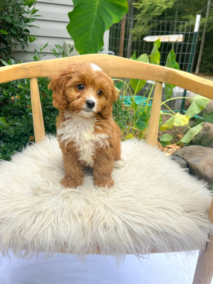 Best Cavapoo Baby