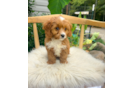 Best Cavapoo Baby