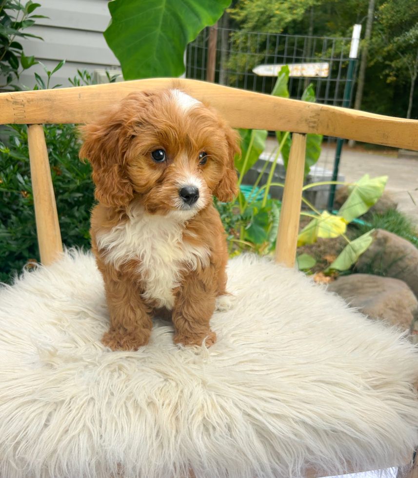 Best Cavapoo Baby