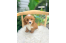 Cavapoo Puppy for Adoption