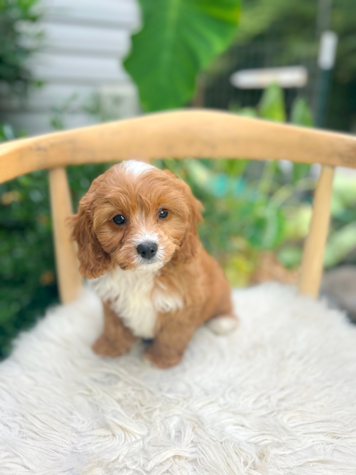 Cavapoo Puppy for Adoption