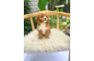 Cute Cavalier King Charles Spaniel and Poodle Mix Poodle Mix Puppy