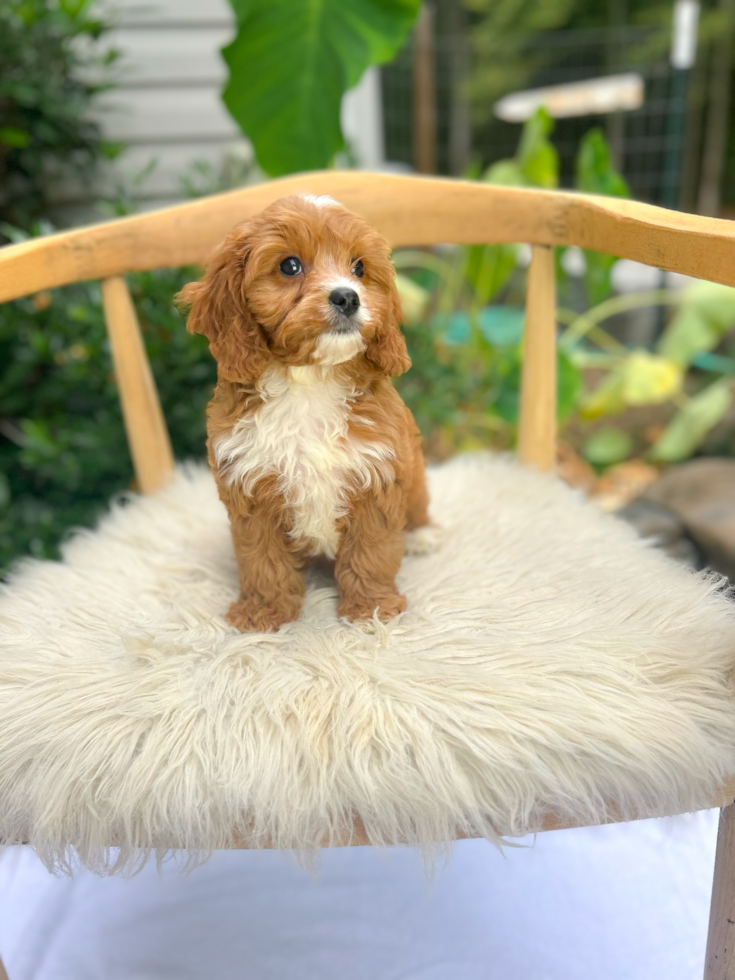 Cute Cavalier King Charles Spaniel and Poodle Mix Poodle Mix Puppy