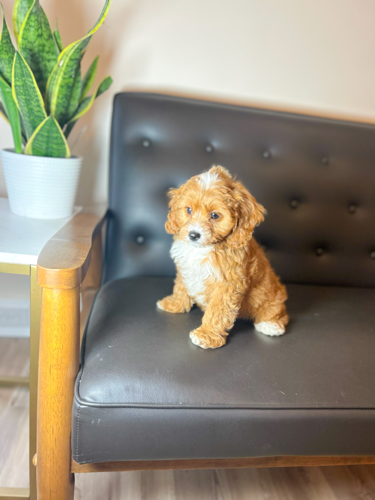 Cute Cavipoo Poodle Mix Puppy