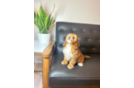 Cavapoo Puppy for Adoption