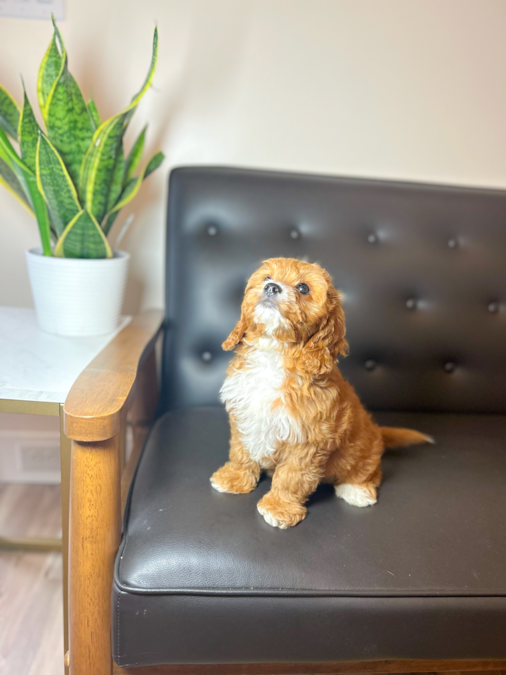 Cavapoo Puppy for Adoption