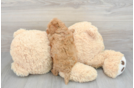 Cavapoo Puppy for Adoption
