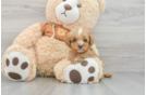 Cavapoo Puppy for Adoption