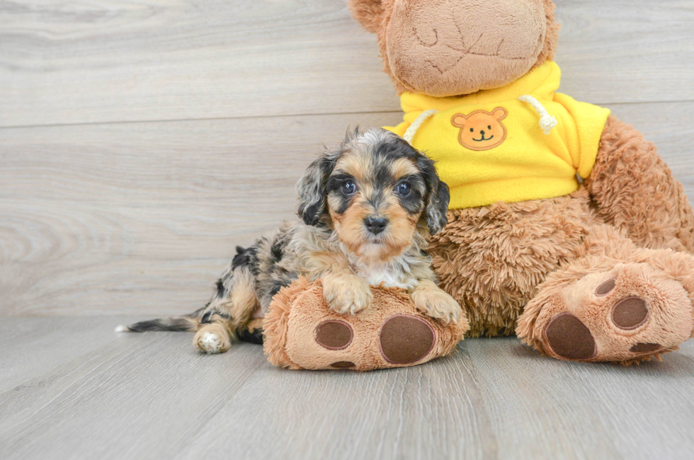 5 week old Cavapoo Puppy For Sale - Simply Southern Pups