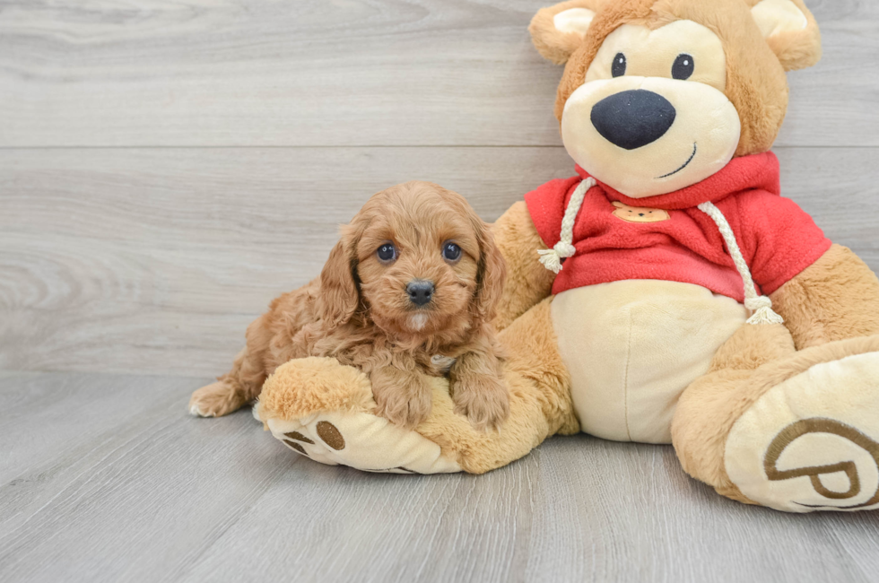 6 week old Cavapoo Puppy For Sale - Simply Southern Pups