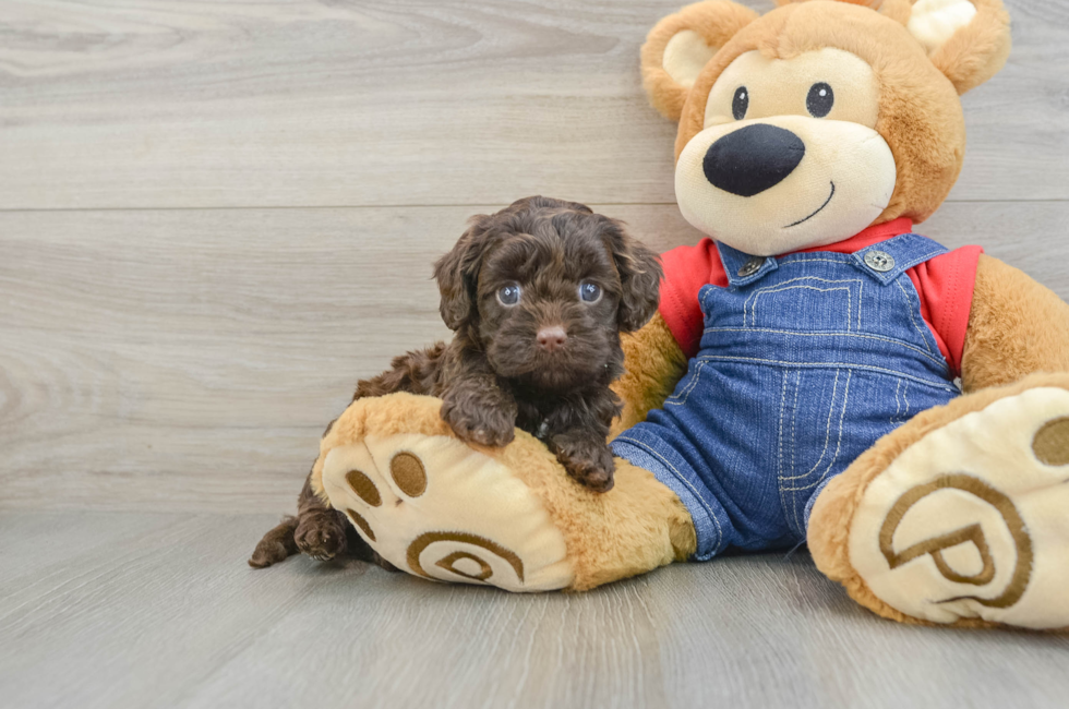 5 week old Cavapoo Puppy For Sale - Simply Southern Pups