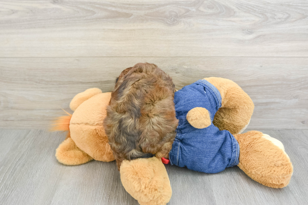 Happy Cavapoo Baby